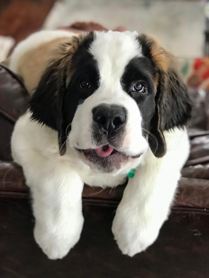 saint bernard puppies for sale