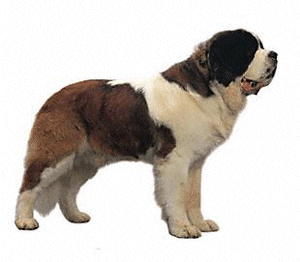 Saint Bernard Dog - Dog kennel Navilotosh on