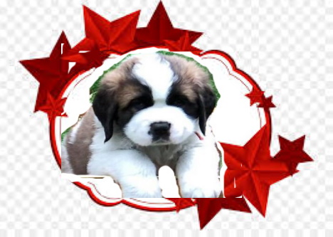 Saint Bernard Dog - Dog kennel Navilotosh on